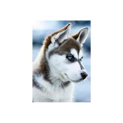 Diamond Painting Snow Dog  27 x 38 cm vierkante steentjes
