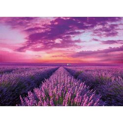 Lavander Field -  Puzzel 1000 stukjes