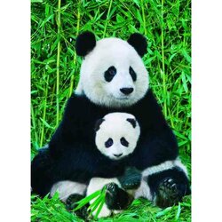 The Panda family   Puzzel 1000 stukjes