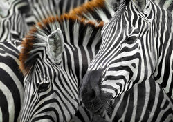 Zebras - Puzzel  - 1000  Stukjes