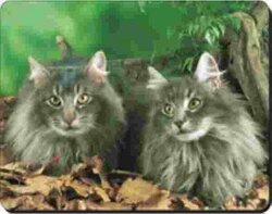 2 Noorse Boskatten Advanta Muismat