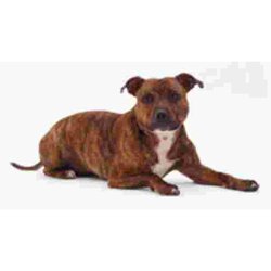 Brindle Staffordshire Bull Terrier Muismat
