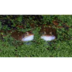 2 Kikkers in de vjver Muismat