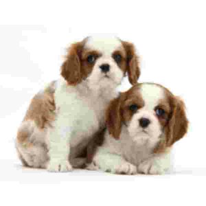 2 King Charles Cavalier Pups Muismat