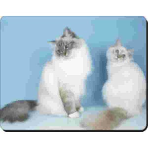 2 Burmaanse Katten Blauwe Achtergr Muismat