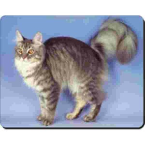  Main Coon Blauw Silver Rechtstaand Muismat